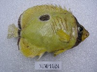 藏品(一點蝴蝶魚)的圖片